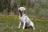 LABRADOR 989